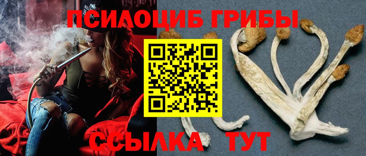 Галлюциногенные грибы Psilocybe Белебей